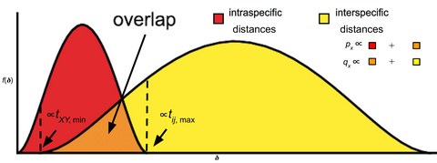 Two overlapping bell-shaped curves of genetic distance: intraspecific distances in red are mostly small and interspecific distances in yellow mostly larger; the orange area where they overlap is marked, between two dashed lines labelled t XY, min and t ij, max.