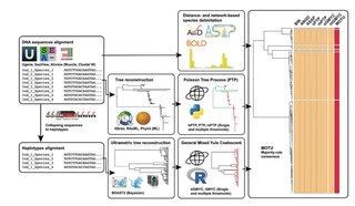 Workflow for delimiting species from single-locus DNA sequences: aligned sequences (or haplotypes) go through distance- and network-based methods (ABGD, ASAP, BOLD), tree-based Poisson tree process methods and generalized mixed Yule coalescent methods, and the results are combined into molecular operational taxonomic units (MOTUs) by majority-rule consensus.