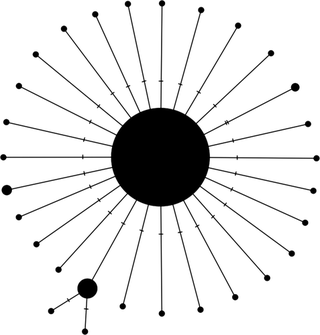 Starburst haplotype network: one very large central haplotype with many small haplotypes, each joined to it by a short branch.