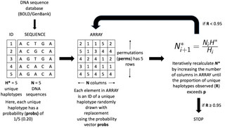Flowchart of the HACSim algorithm: DNA sequences from a database (BOLD or GenBank) give a table of sequence IDs and an array of randomly drawn haplotype IDs; the number of columns N* is recalculated again and again until the proportion of unique haplotypes observed (R) reaches p, 0.95, and then it stops.